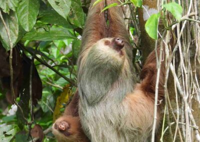 Sloth Tour La Fortuna