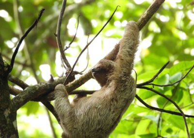 Sloth Tour La Fortuna