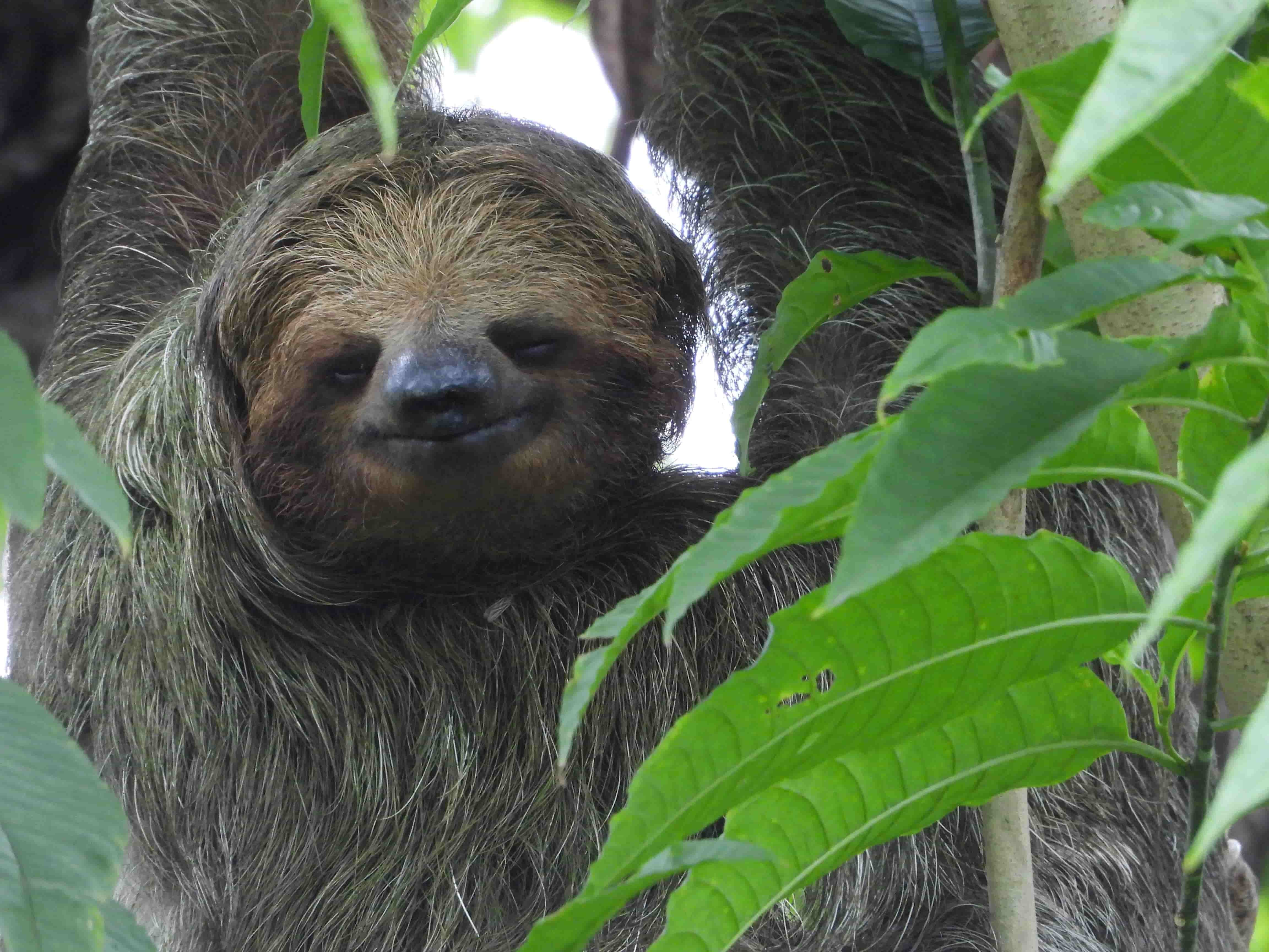 Sloth Walk La Fortuna